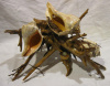 Shell Sculpture