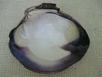 http://www.treasuresofthejerseyshore.highpowersites.com/what_is_wampum.html