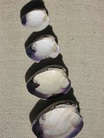 http://www.treasuresofthejerseyshore.highpowersites.com/what_is_wampum.html